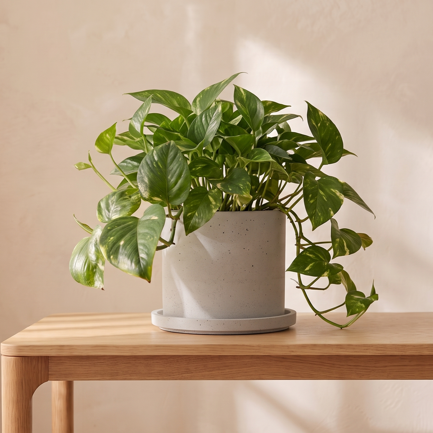 Vaso in Cemento & Sottovaso